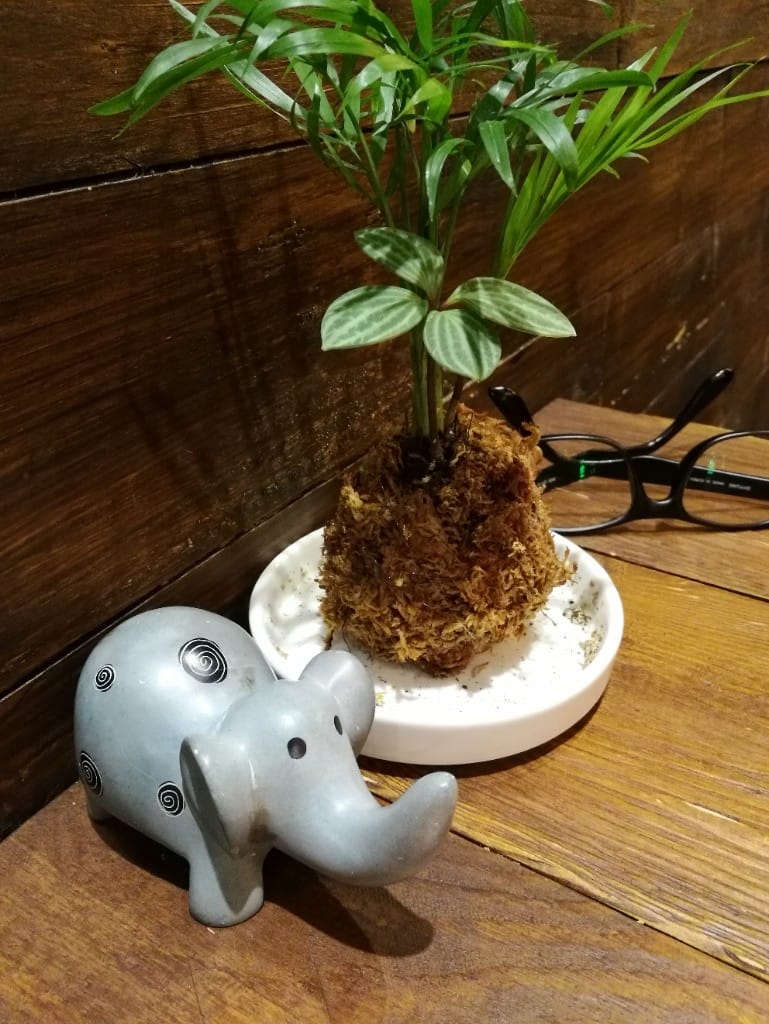 【宜蘭咖啡】吉他好事咖啡小館，寵物友善的溫度咖啡館