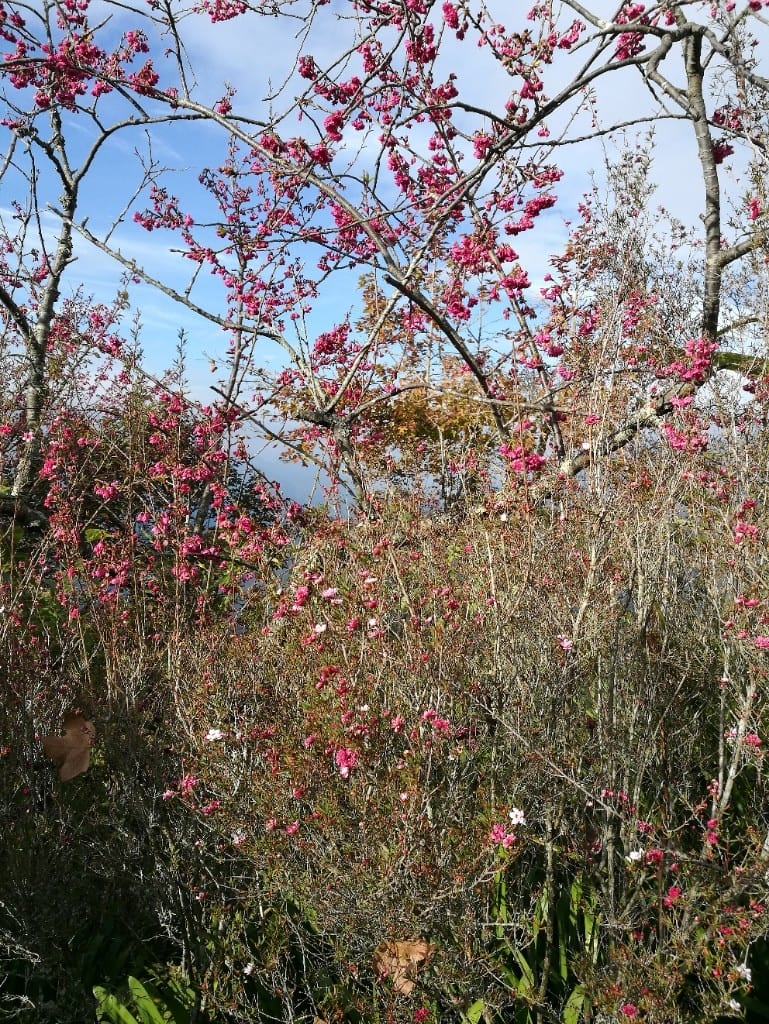 【清境住宿】清境明琴莊園，彷彿置身歐洲的優美渡假莊園