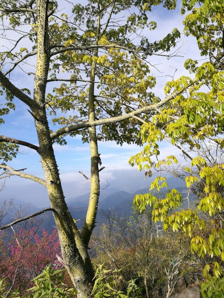 【清境住宿】清境明琴莊園，彷彿置身歐洲的優美渡假莊園