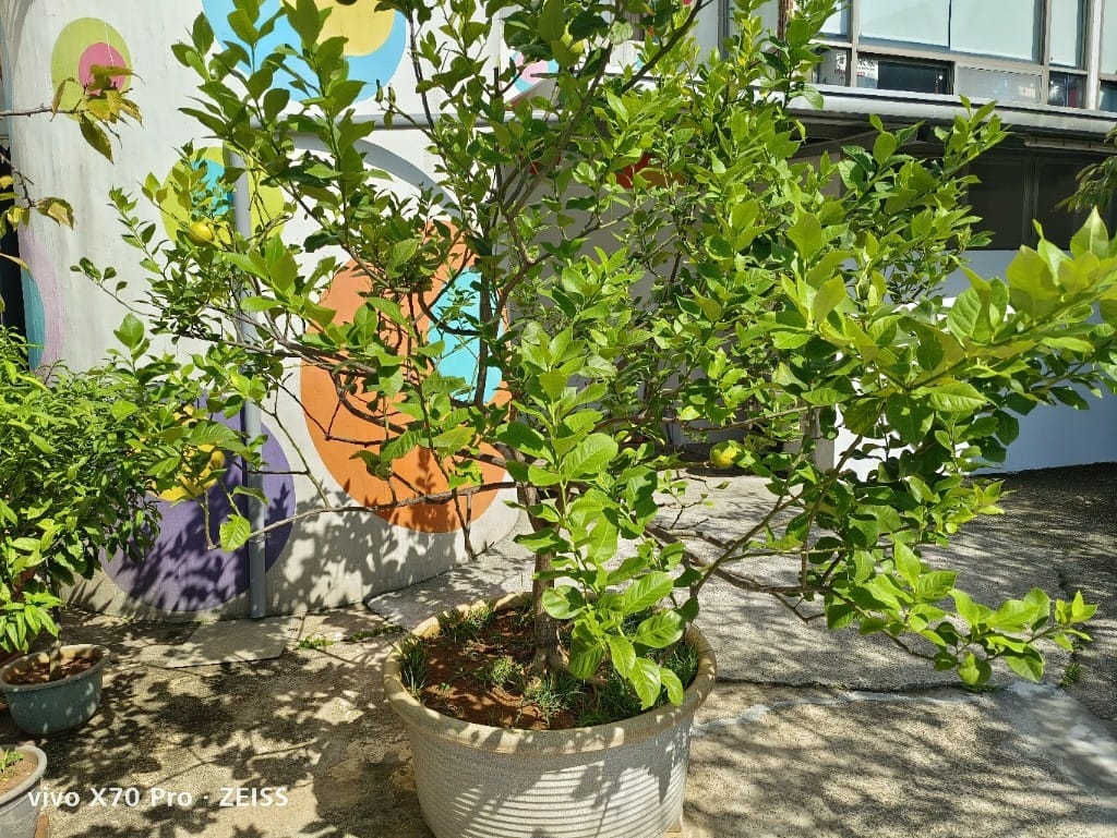 【新北美食】 肋霸美式豬肋排，霸氣十足又美味的豬肋排