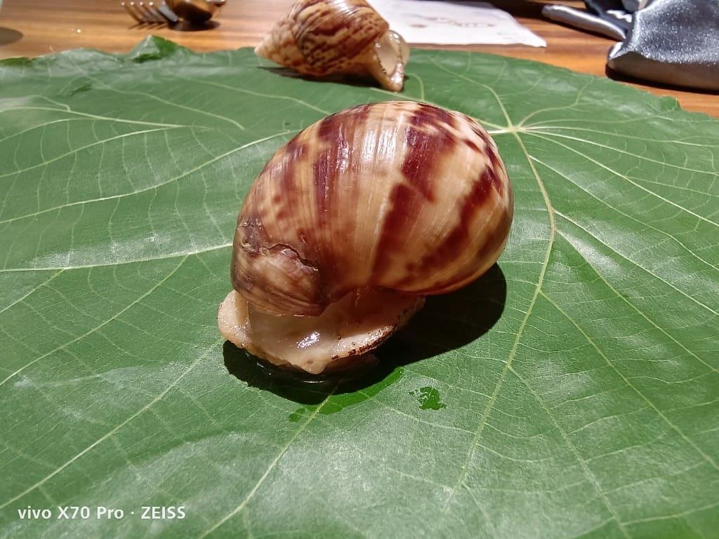 【台北美食】 VG Encore，從一隻小蝸牛進入森林中的美食饗宴