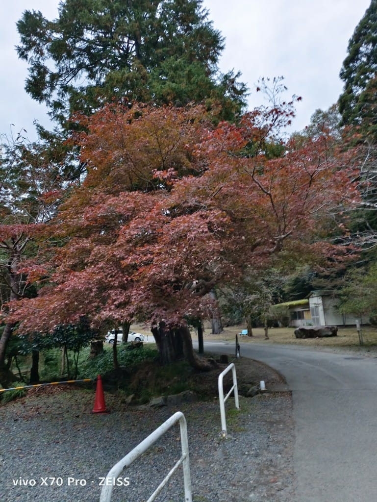 【日本京都旅遊】琉璃光院，京都賞楓琉璃之庭！