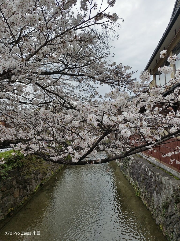 【日本京都旅遊】祇園-花見小路、八阪神社-円山公園夜櫻、關西