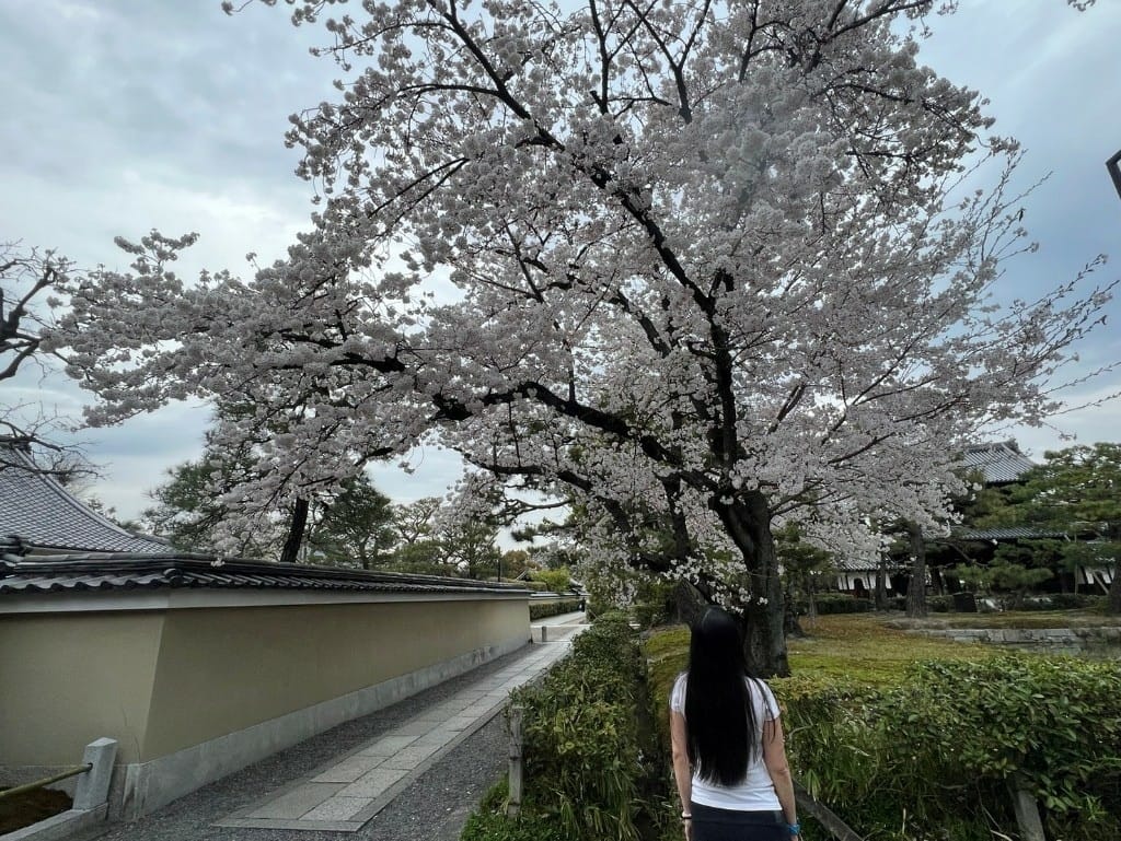 【日本京都旅遊】祇園-花見小路、八阪神社-円山公園夜櫻、關西