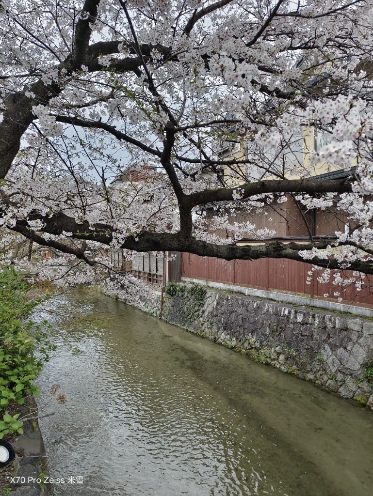 【日本京都旅遊】祇園-花見小路、八阪神社-円山公園夜櫻、關西