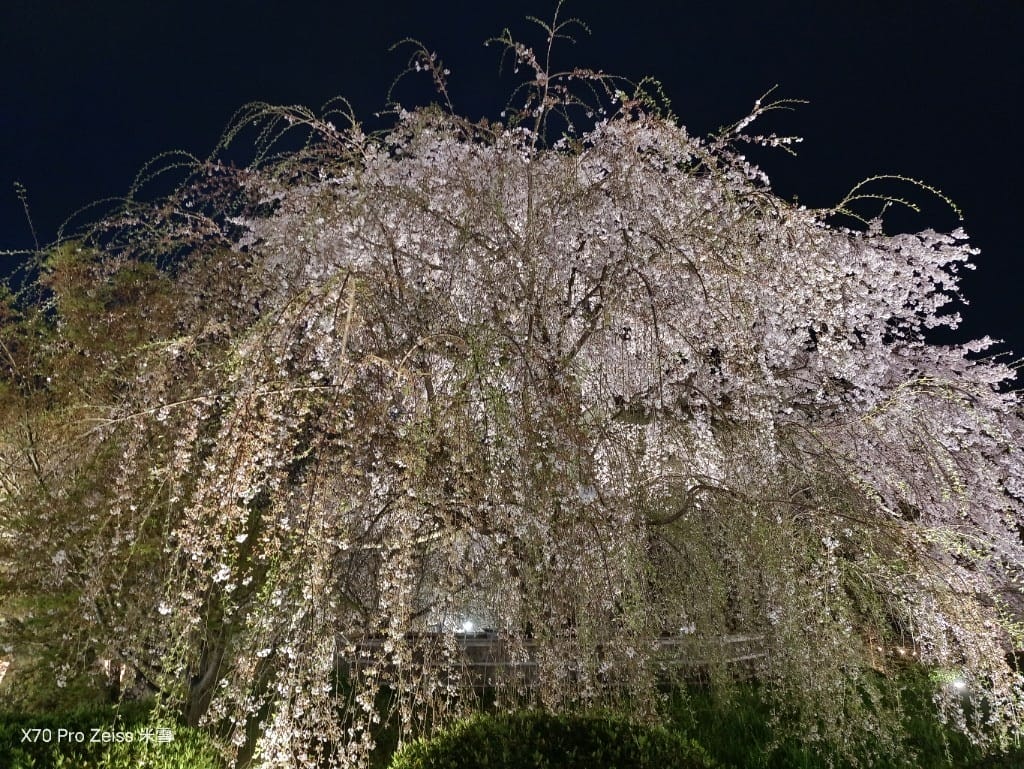 【日本京都旅遊】祇園-花見小路、八阪神社-円山公園夜櫻、關西