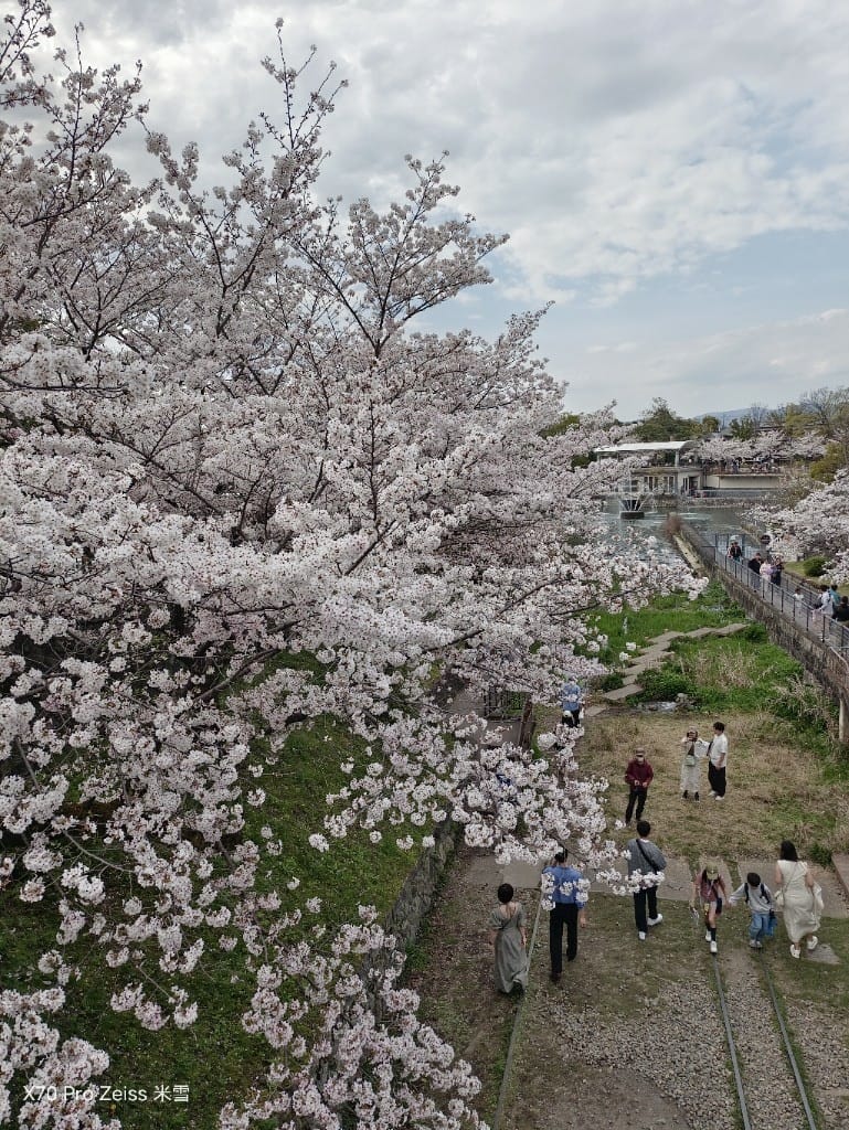 【日本京都旅遊】哲學之道，偽櫻花妹賞櫻囉🌸🌸🌸