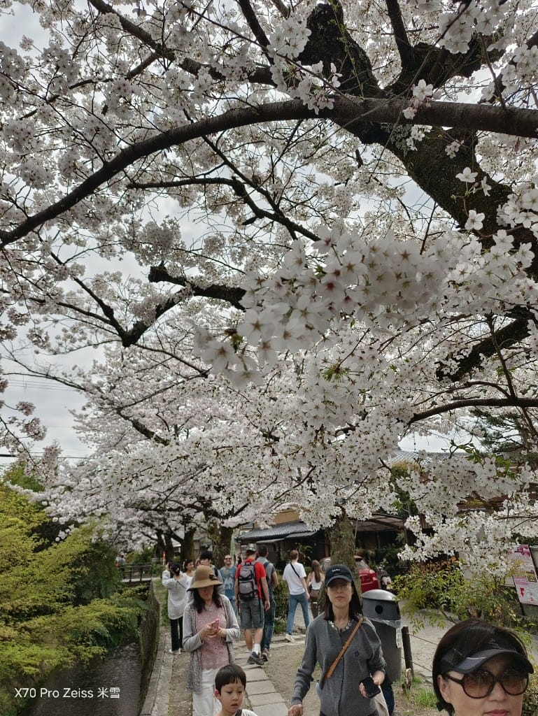 【日本京都旅遊】哲學之道，偽櫻花妹賞櫻囉🌸🌸🌸