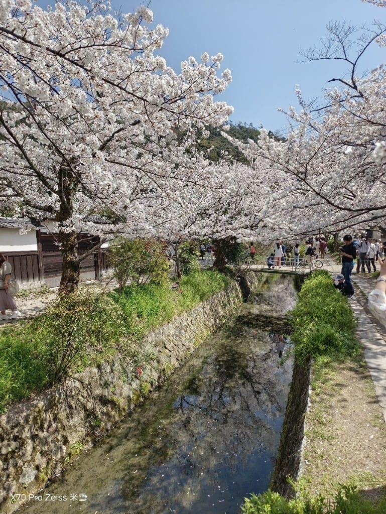 【日本京都旅遊】哲學之道，偽櫻花妹賞櫻囉🌸🌸🌸