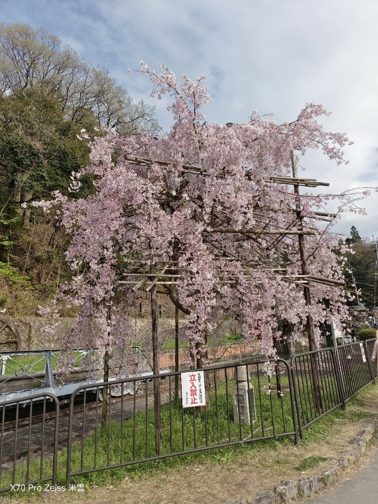 【日本京都旅遊】哲學之道，偽櫻花妹賞櫻囉🌸🌸🌸