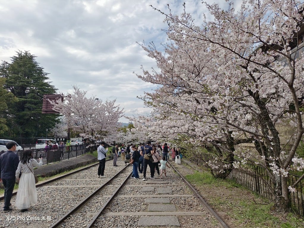 【日本京都旅遊】哲學之道，偽櫻花妹賞櫻囉🌸🌸🌸