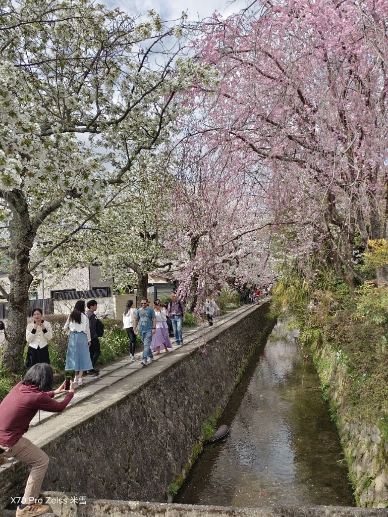 【日本京都旅遊】哲學之道，偽櫻花妹賞櫻囉🌸🌸🌸