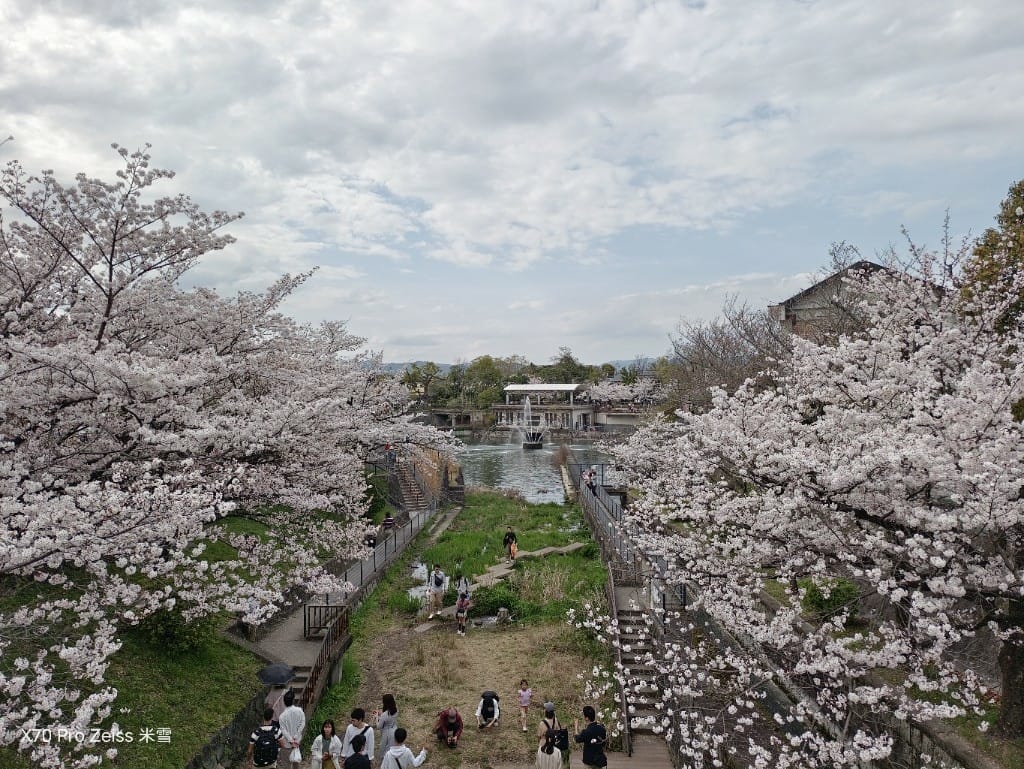【日本京都旅遊】哲學之道，偽櫻花妹賞櫻囉🌸🌸🌸