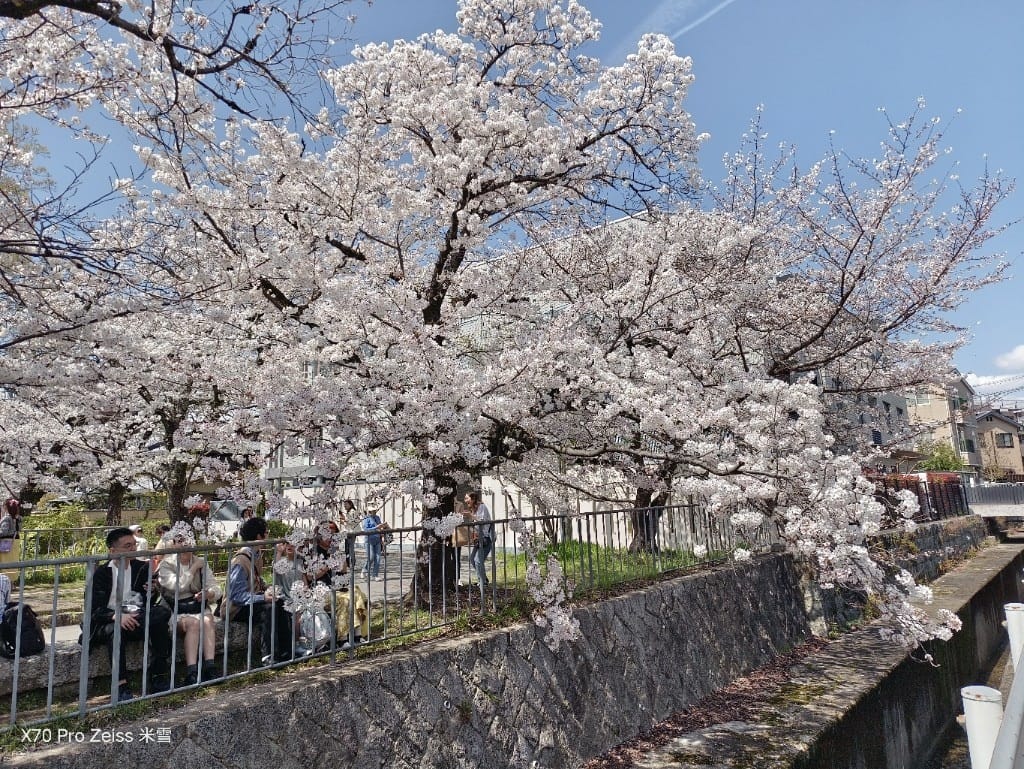 【日本京都旅遊】哲學之道，偽櫻花妹賞櫻囉🌸🌸🌸