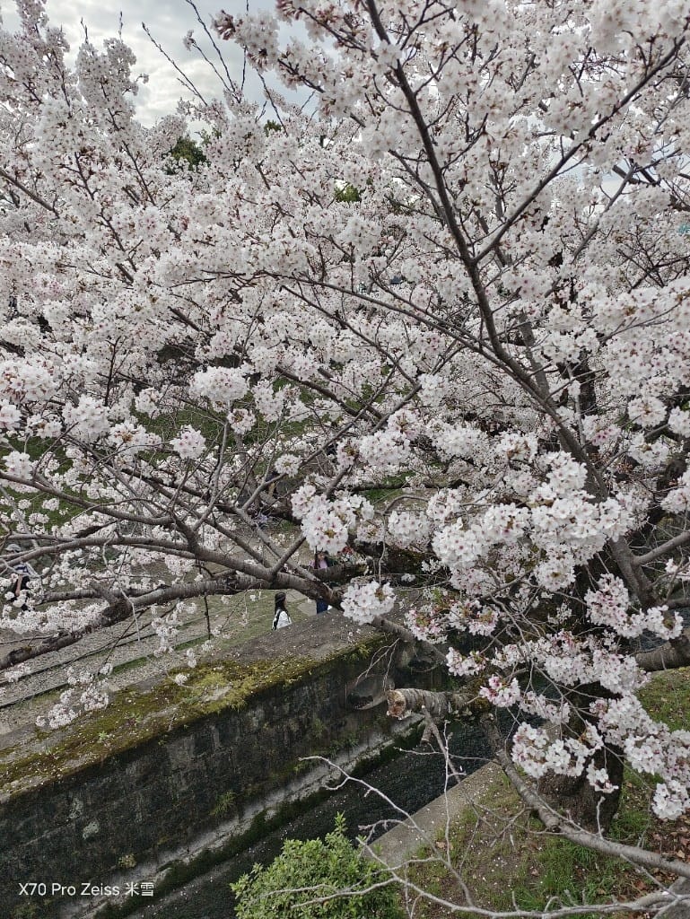 【日本京都旅遊】哲學之道，偽櫻花妹賞櫻囉🌸🌸🌸