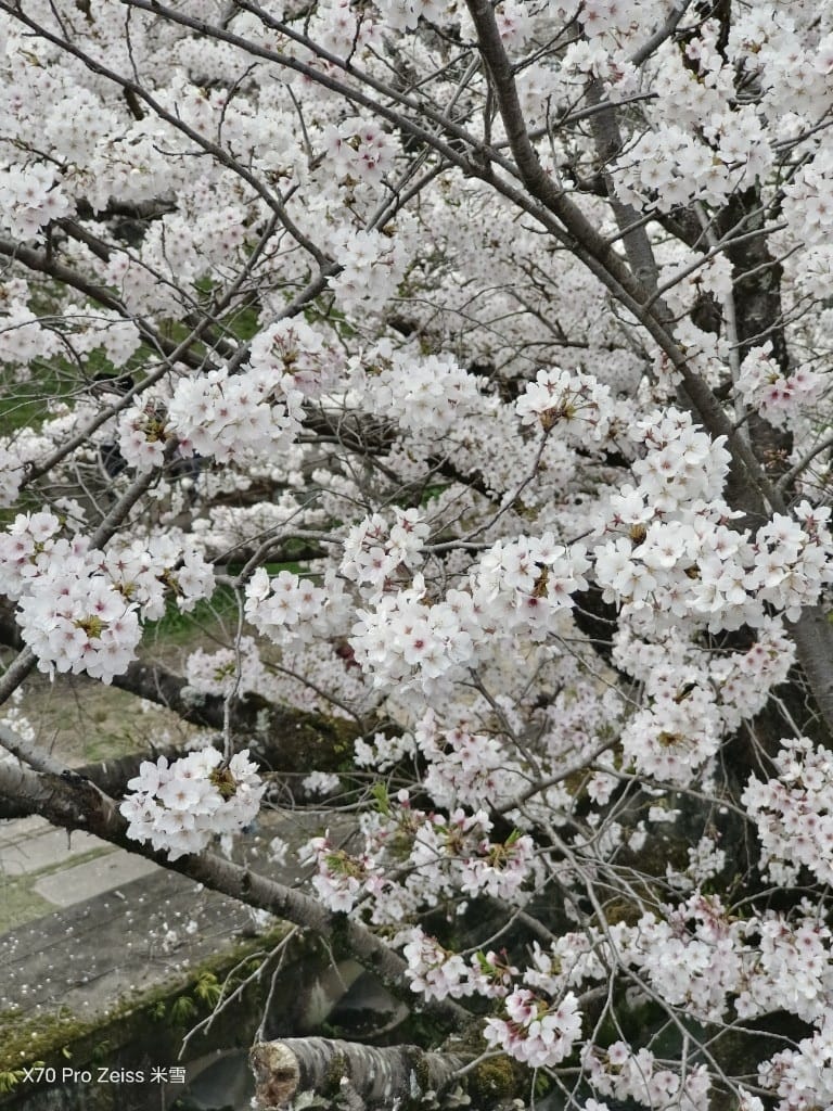 【日本京都旅遊】哲學之道，偽櫻花妹賞櫻囉🌸🌸🌸