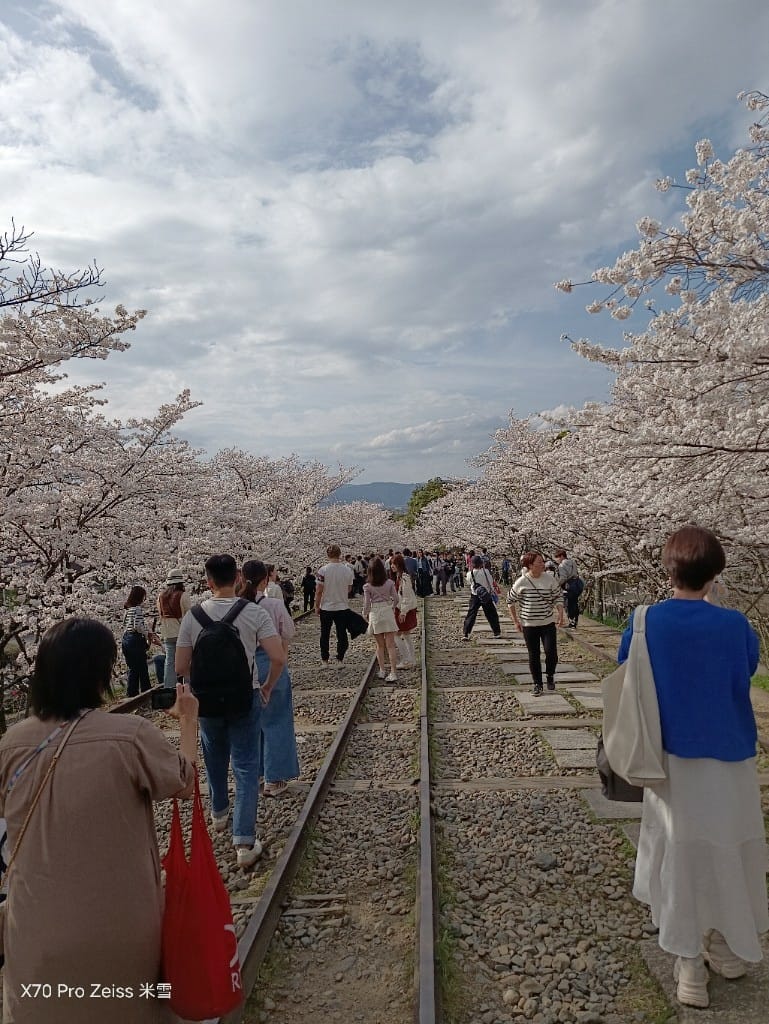 【日本京都旅遊】哲學之道，偽櫻花妹賞櫻囉🌸🌸🌸