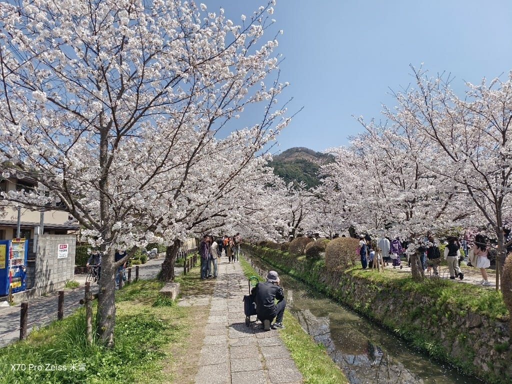 【日本京都旅遊】哲學之道，偽櫻花妹賞櫻囉🌸🌸🌸