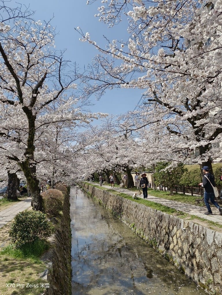 【日本京都旅遊】哲學之道，偽櫻花妹賞櫻囉🌸🌸🌸