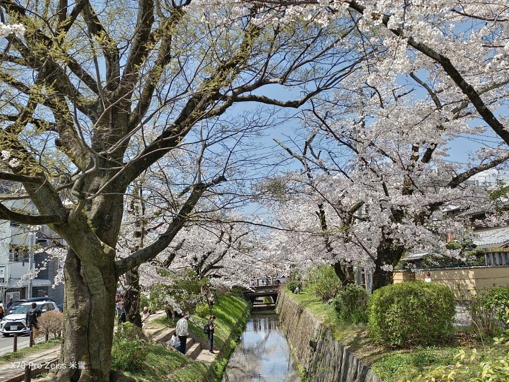 【日本京都旅遊】哲學之道，偽櫻花妹賞櫻囉🌸🌸🌸