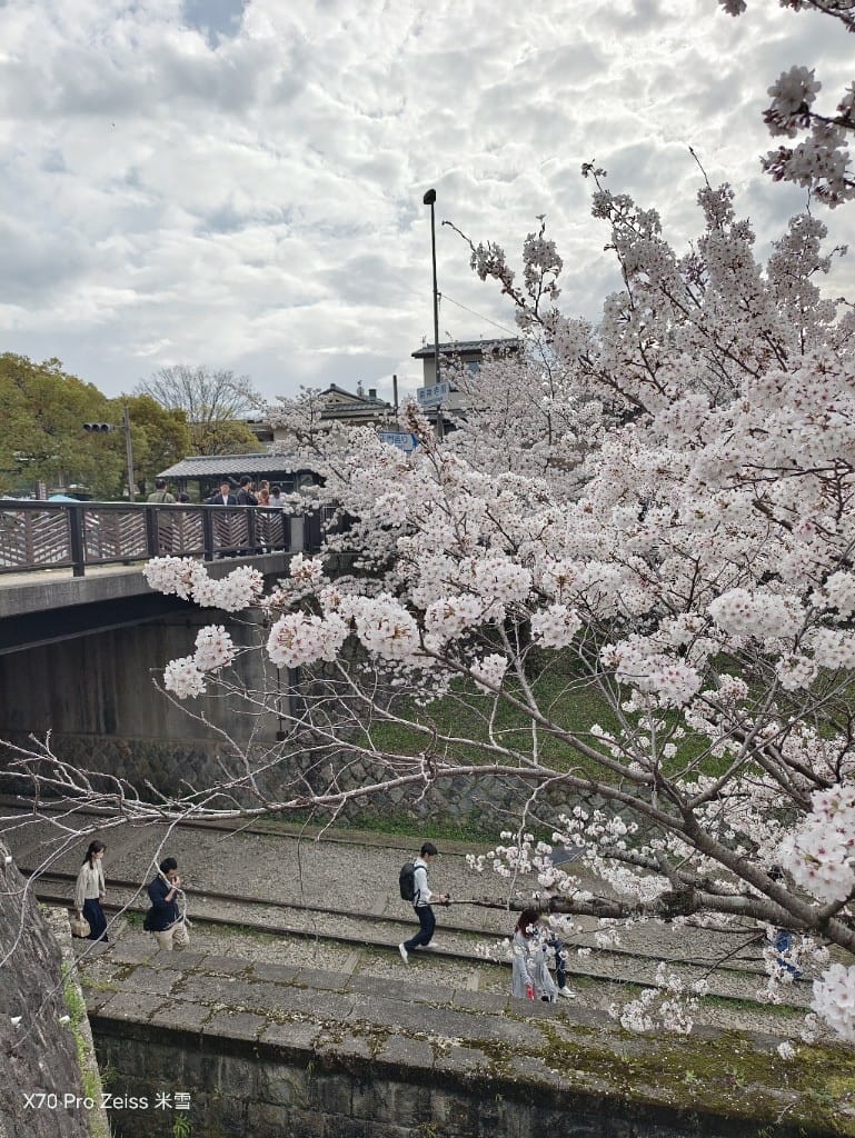 【日本京都旅遊】哲學之道，偽櫻花妹賞櫻囉🌸🌸🌸